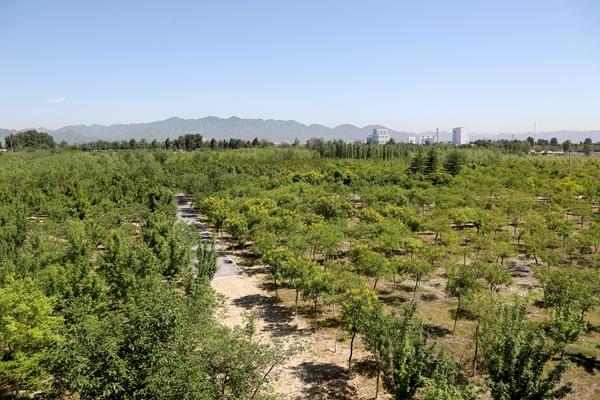 北京市已完成造林绿化17.8万亩(北京市园林绿化局供图)