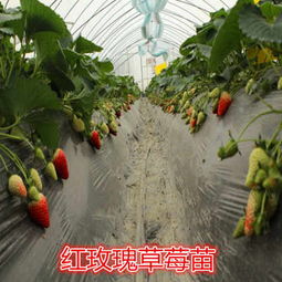 新闻头条 潞城市奶油草莓苗什么时候种植 潞城市草莓苗欢迎预定